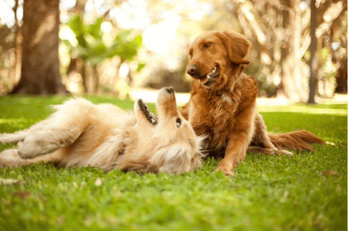 Anything is paw-sible with a dog by your side – exploring canine capacity building