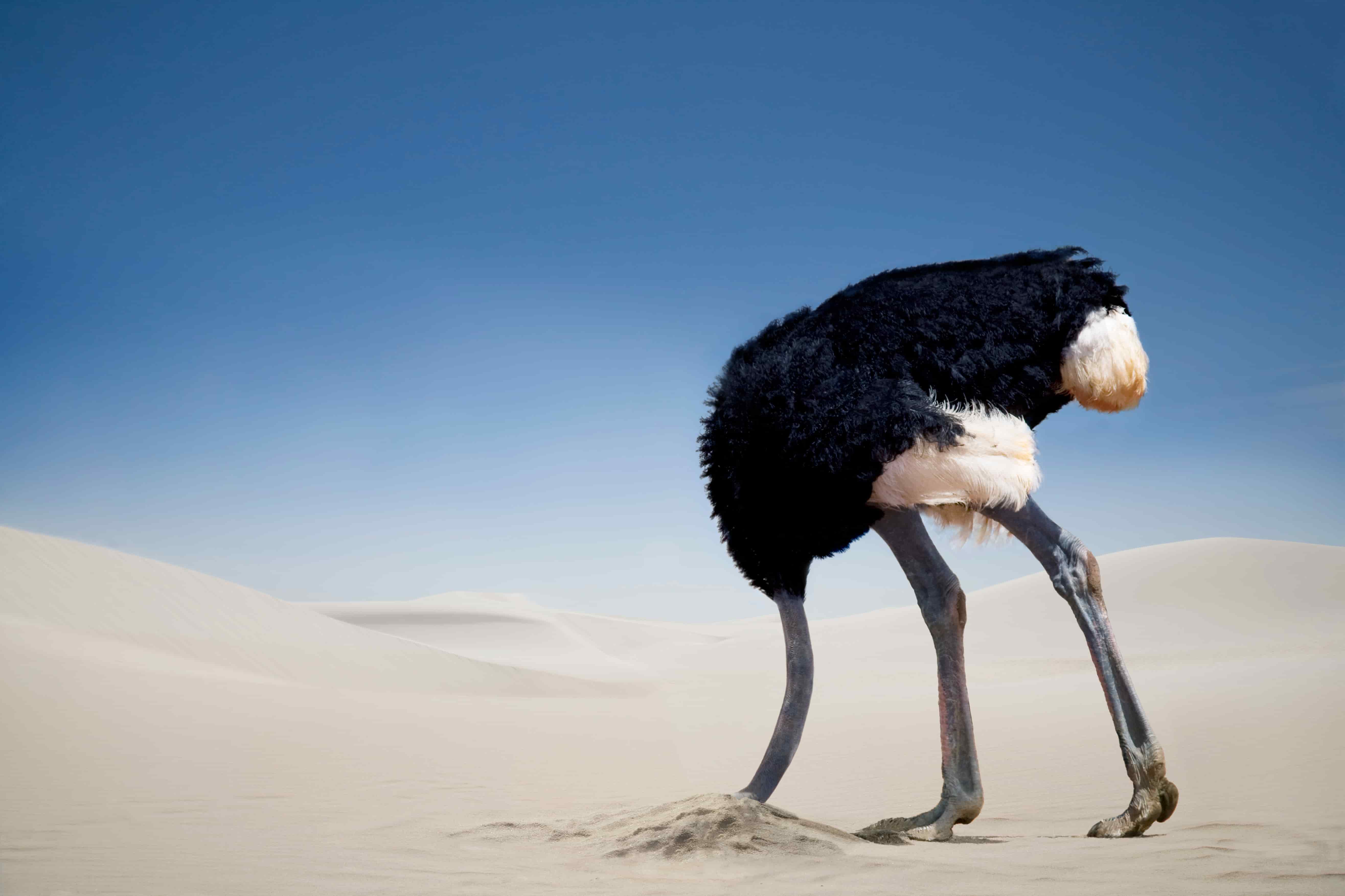 Idv Ostrich Shutterstock 1570154773