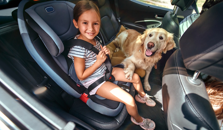 Je dier los in de auto? Een slecht idee … en soms zelfs verboden!