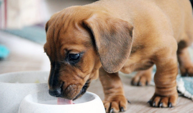Verzorging en voeding van uw pup