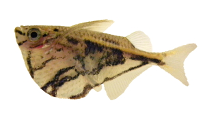 Marmerbijlzalm