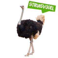 Spreekbeurt struisvogel