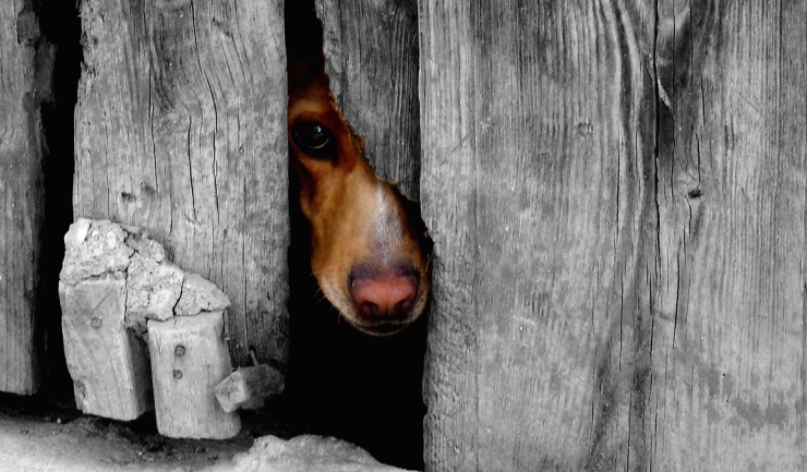 Zwaardere straffen voor dierenmishandeling en dierenverwaarlozing