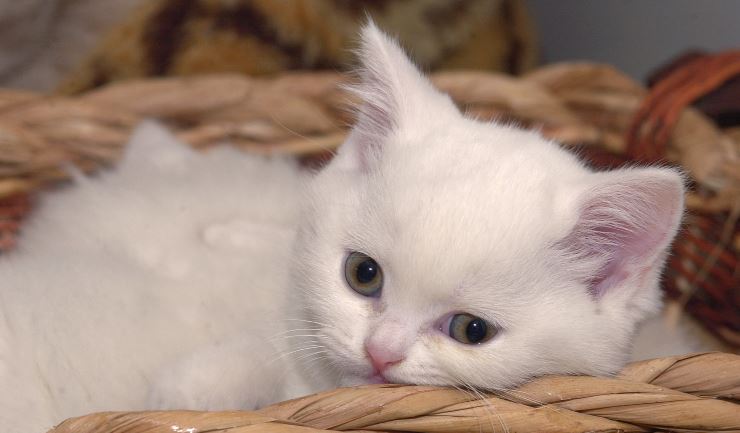 De kitten-checklist
