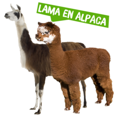 Spreekbeurt over de lama en de alpaca