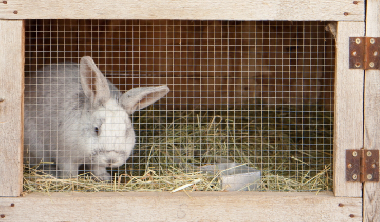 Wijziging Wet Dieren: wat betekent dat voor huisdieren?