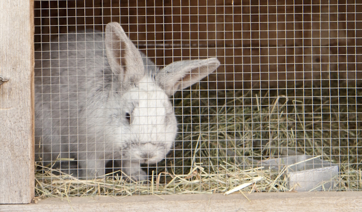 Podcast: waarom je groepsdieren niet alleen zou moeten houden