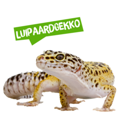 Spreekbeurt luipaardgekko