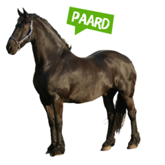 Spreekbeurt paard