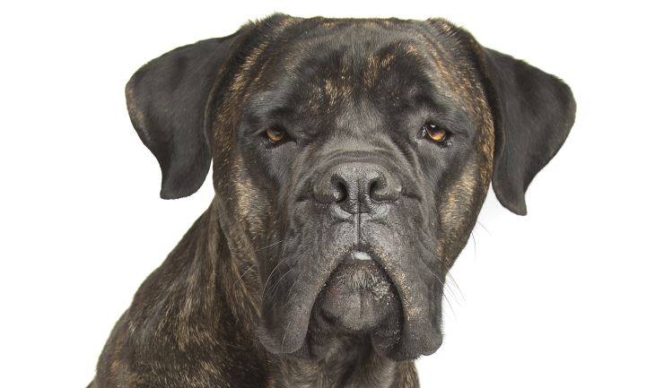 Cane Corso