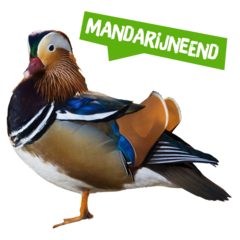 Spreekbeurt mandarijneend