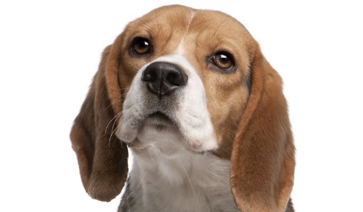 Beagle