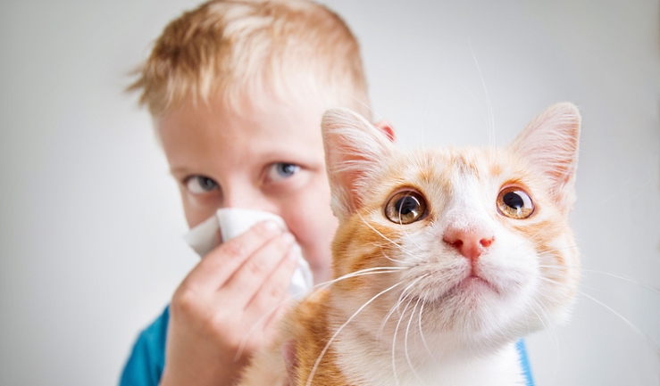 Allergie voor huisdieren