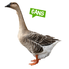 Spreekbeurt gans