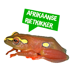 Spreekbeurt  Afrikaanse rietkikker