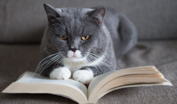 Gedragstherapie voor de kat