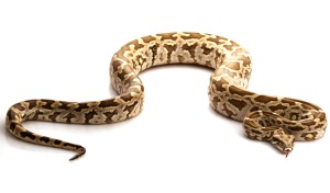 Tijgerpython