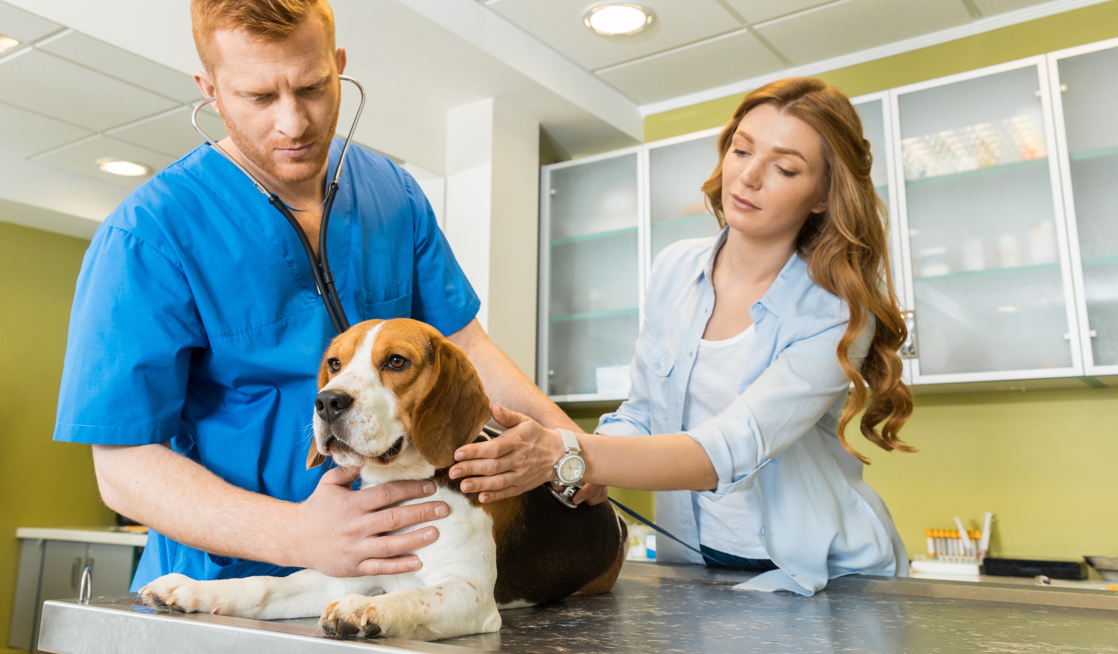 PETscan maakt gerichte aanpak van erfelijke ziektes bij hond en kat mogelijk