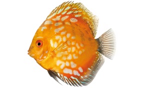 Discusvis