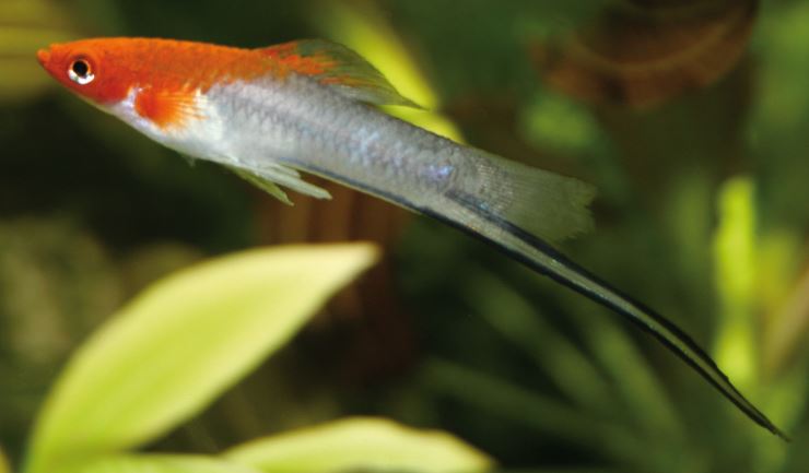 Zwaarddrager
