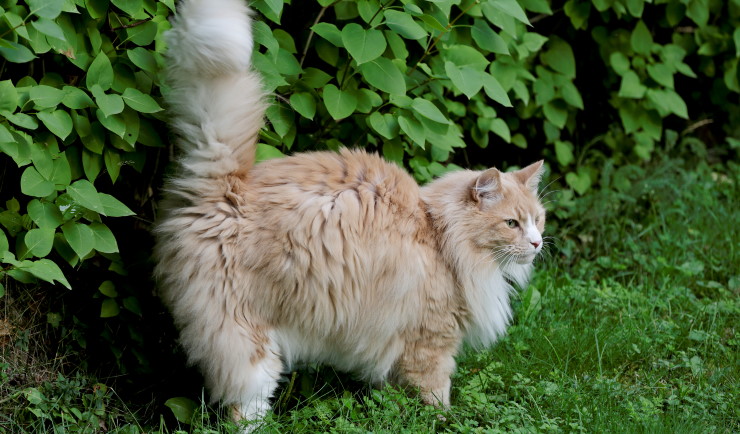 Sproeigedrag en onzindelijkheid bij katten