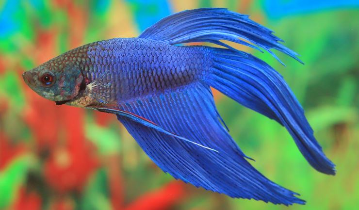 Betta