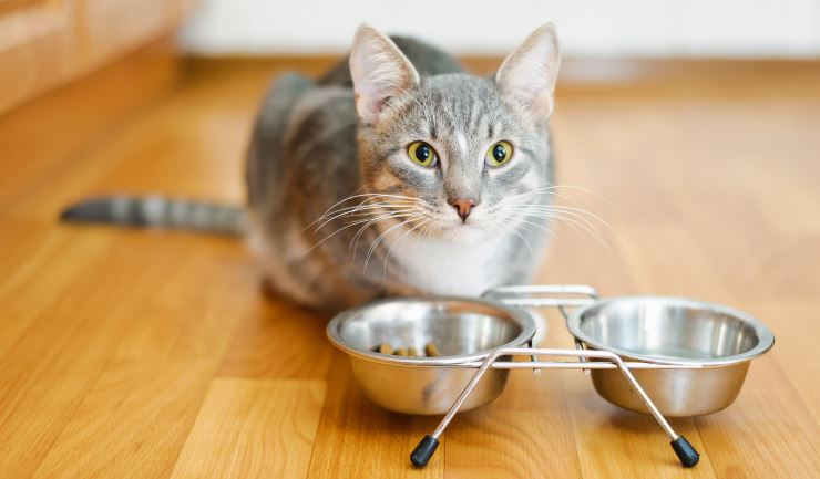 Voeding van uw kat - Meer over voeding