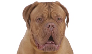 Bordeaux Dog