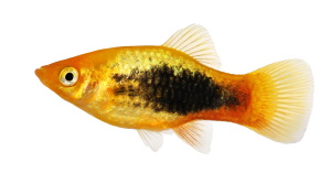 Platy
