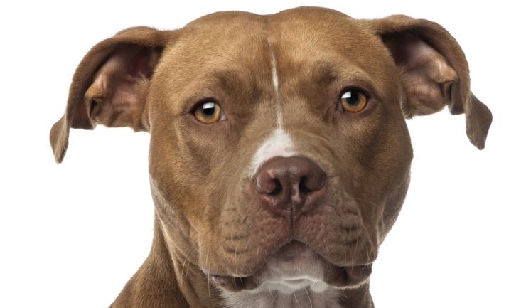 American Staffordshire Terrier