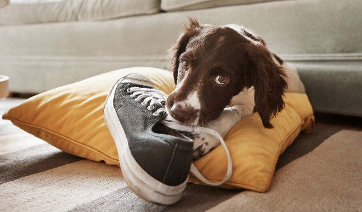 Ongewenst gedrag bij de hond voorkomen