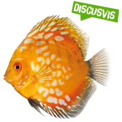 Spreekbeurt discusvis