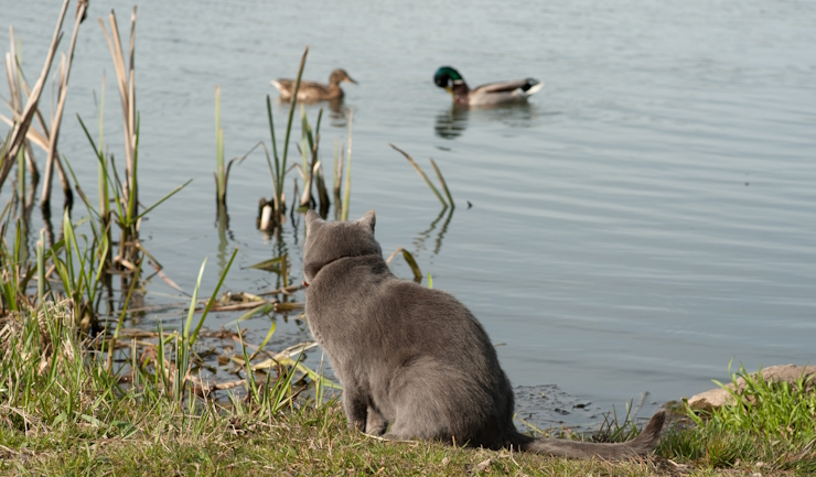 Doe mee aan de peiling Dieren in de Gemeente