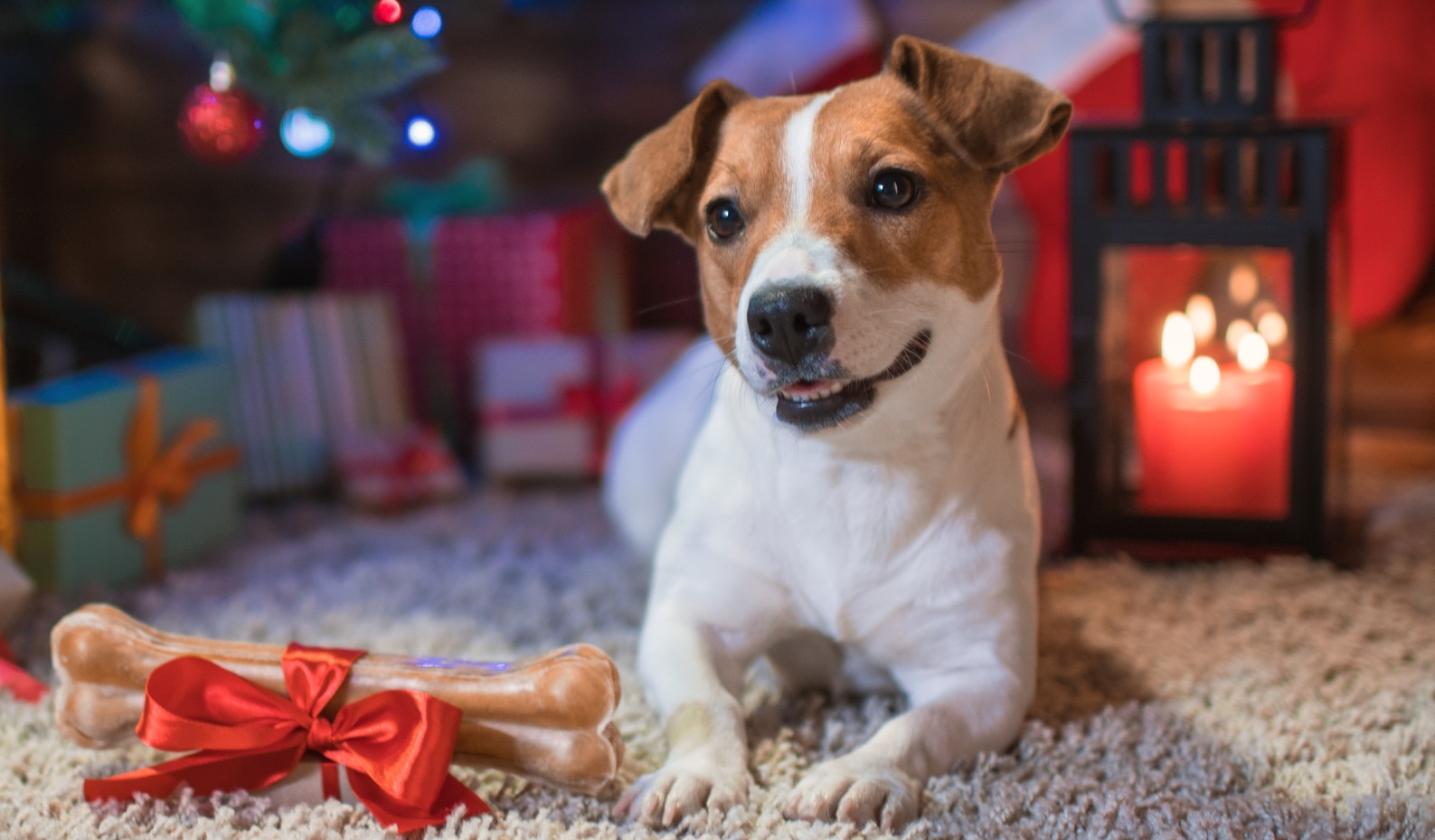 Decembertips voor huisdiercadeautjes om blij van te worden