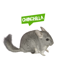 Spreekbeurt chinchilla