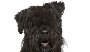 Bouvier des Flandres