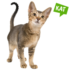 Spreekbeurt kat
