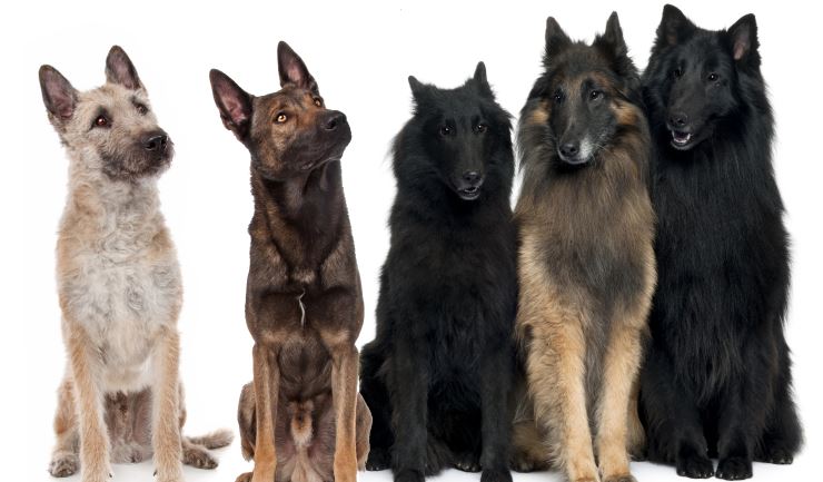Belgische Herdershond