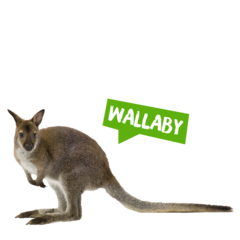 Spreekbeurt wallaby