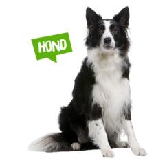 Spreekbeurt hond