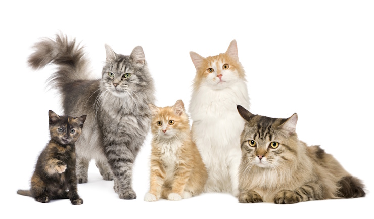 De aanschaf van een kat