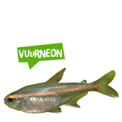 Spreekbeurt vuurneon