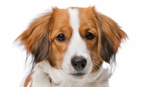 Nederlands Kooikerhondje