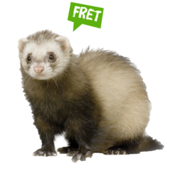 Spreekbeurt fret