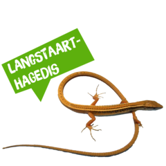 Spreekbeurt langstaarthagedis