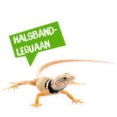 Spreekbeurt halsbandleguaan