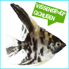 Spreekbeurt vissengroep cichliden