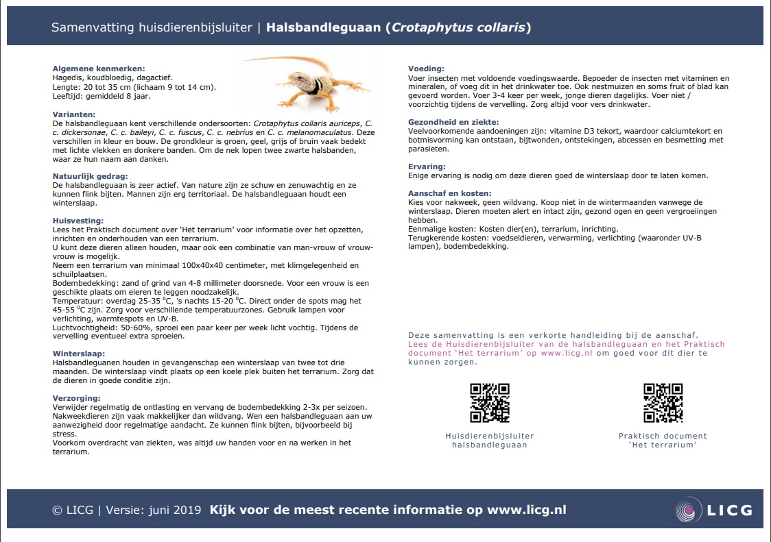 Halsbandleguaan samenvatting, 10 stuks