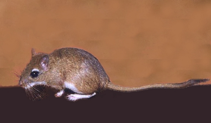 Perzische gerbil