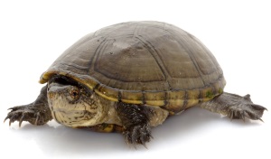 Oostelijke modderschildpad